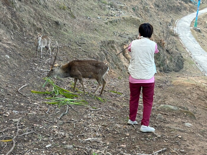 亞大學士後獸醫系師生遠赴馬祖大坵島，協助鋸鹿圖片