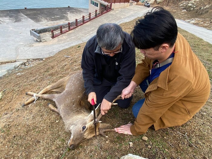 亞大學士後獸醫系師生遠赴馬祖大坵島，協助鋸鹿圖片